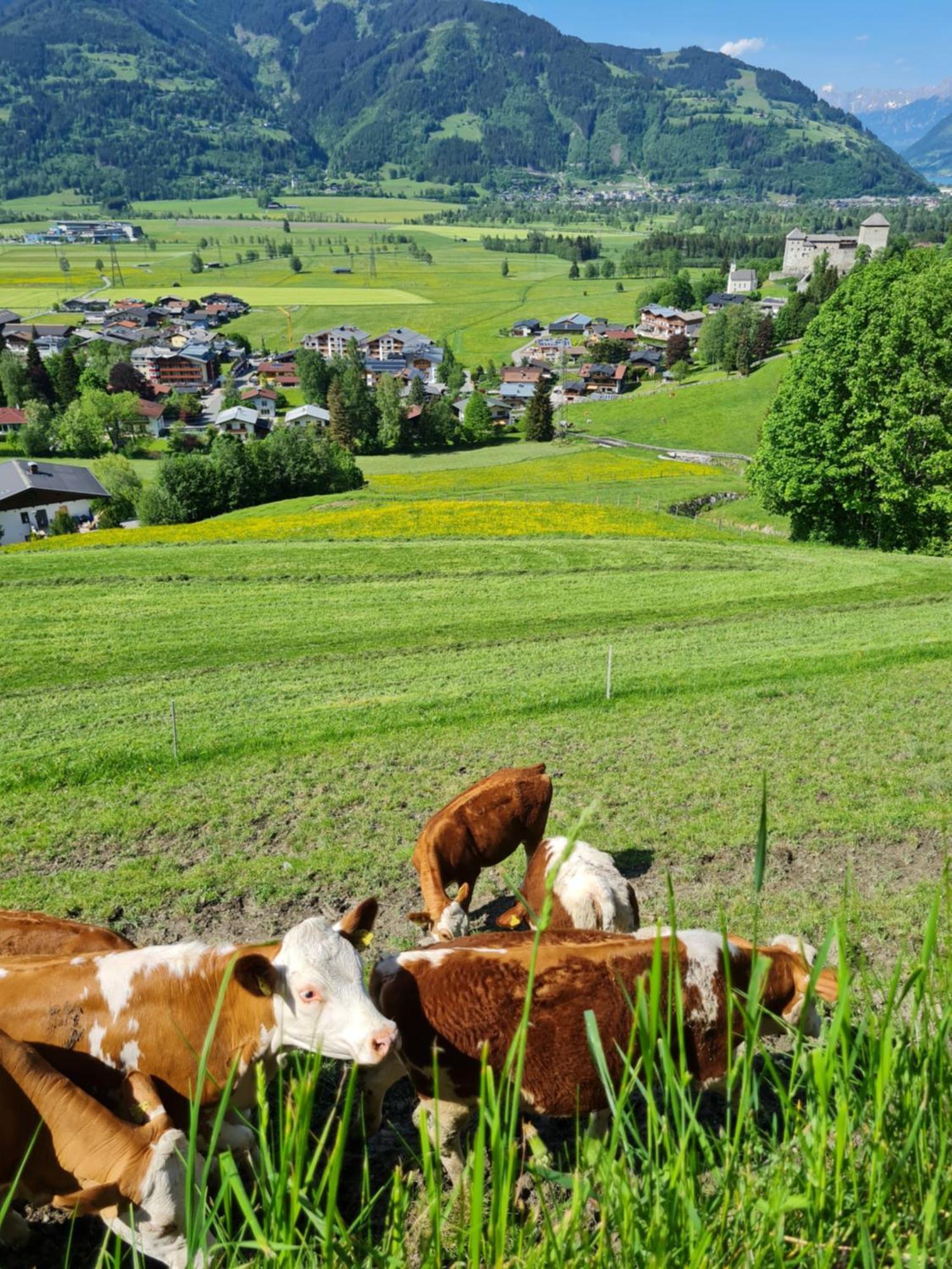 Panorama Hotel Guggenbichl - Inkl Sommerkarte, Freier Eintritt Ins Tauern Spa & Bester Ausblick Uber Kaprun Eksteriør billede